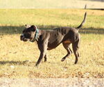 Small #5 American Pit Bull Terrier