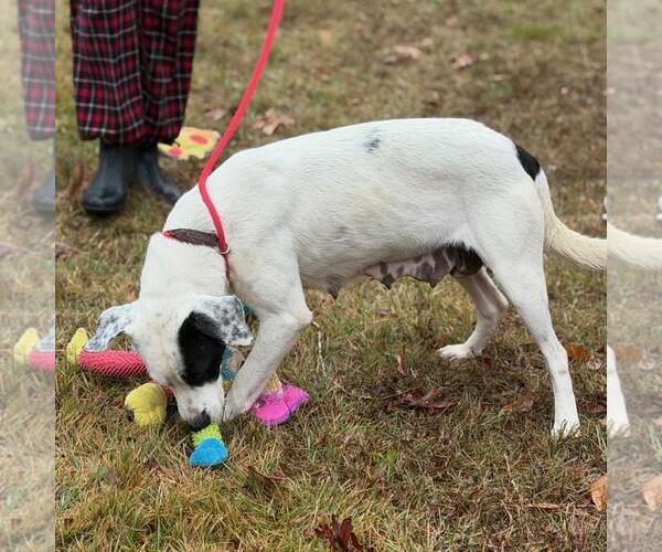 Medium Photo #2 Labrador Retriever-Unknown Mix Puppy For Sale in Yardley, PA, USA