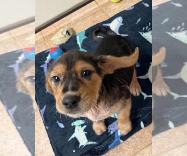 Medium Photo #1 Beagle-Unknown Mix Puppy For Sale in Osgood, IN, USA