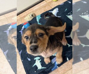 Beagle-Unknown Mix Dogs for adoption in Osgood, IN, USA