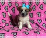 Small Photo #1 Cowboy Corgi Puppy For Sale in LAKELAND, FL, USA