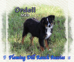 Image preview for Ad Listing. Nickname: Ordell
