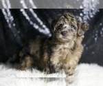 Small #1 YorkiePoo