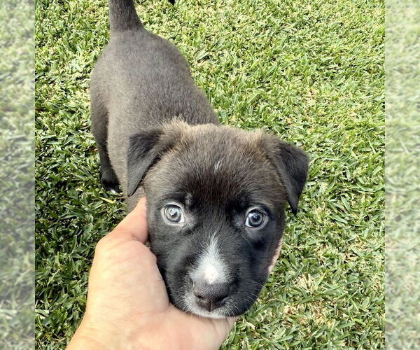 Medium Photo #5 Labrador Retriever-Unknown Mix Puppy For Sale in San Juan Capistrano, CA, USA