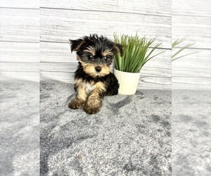 Yorkshire Terrier Puppy for sale in INDIANAPOLIS, IN, USA