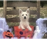 Small Photo #6 West Highland White Terrier Puppy For Sale in MALVERN, AR, USA
