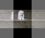 Small Photo #3 Pomeranian Puppy For Sale in PALMDALE, CA, USA
