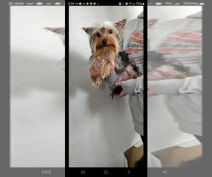 Yorkshire Terrier Puppy for sale in SALEM, OR, USA
