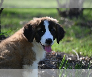 Saint Bernard Puppy for sale in AVALON, MO, USA