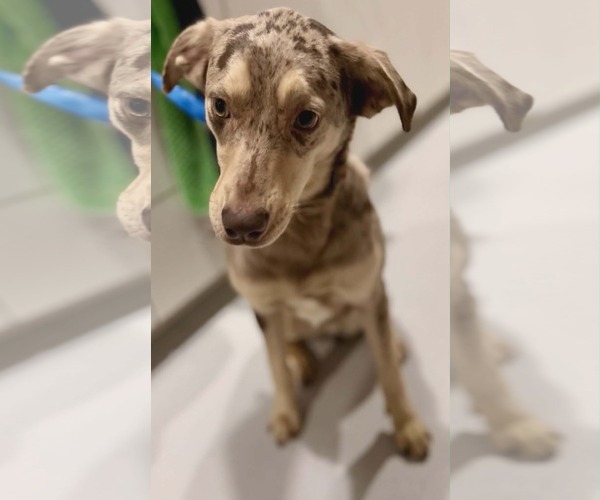 Medium Photo #2 Australian Shepherd-Catahoula Leopard Dog Mix Puppy For Sale in St. Louis Park, MN, USA