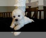 Small Photo #1 Bichon Frise Puppy For Sale in CITY OF SPOKANE VALLEY, WA, USA