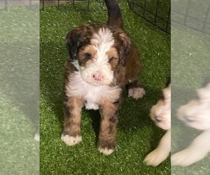 Bernedoodle-Poodle (Standard) Mix Puppy for Sale in KANORADO, Kansas USA