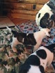 Small Photo #3 American Bulldog Puppy For Sale in NUNDA, NY, USA
