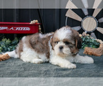 Small #1 Shih Tzu