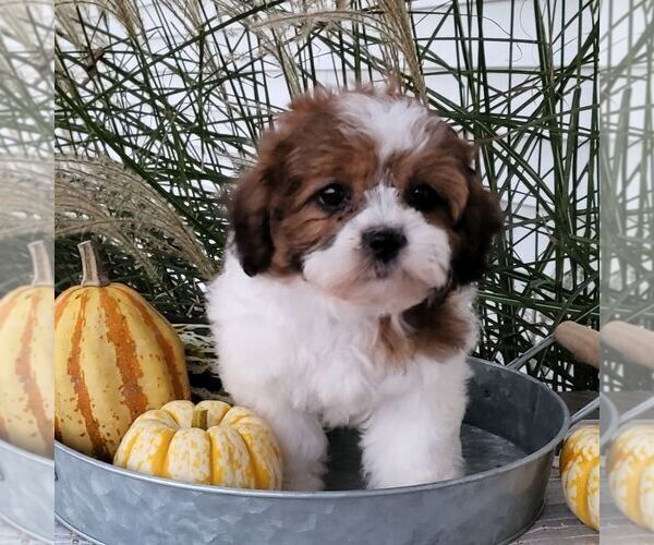 Medium Photo #1 Zuchon Puppy For Sale in ARTHUR, IL, USA