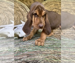 Bloodhound Puppy for sale in COLLINSVILLE, AL, USA