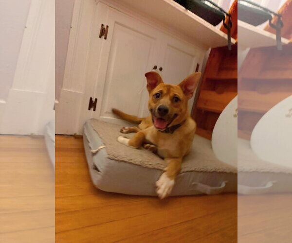 Medium Photo #3 Mutt Puppy For Sale in Rustburg, VA, USA
