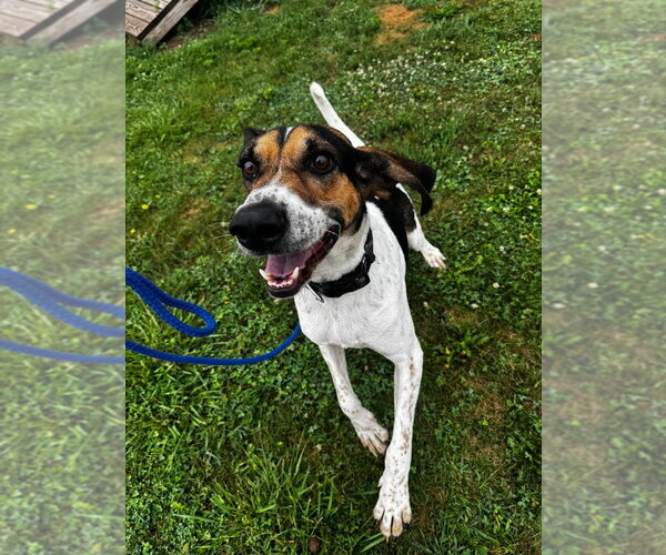 Medium Photo #4 Mutt Puppy For Sale in Pierceton , IN, USA