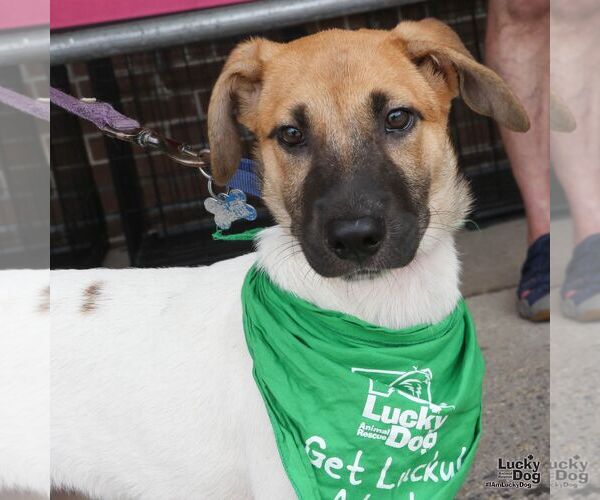 Medium Photo #2 Labrador Retriever-Unknown Mix Puppy For Sale in Washington, DC, USA
