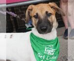 Small #1 Labrador Retriever Mix