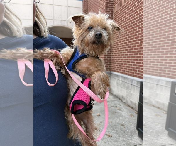 Medium Photo #1 Mutt Puppy For Sale in Holly Springs, NC, USA