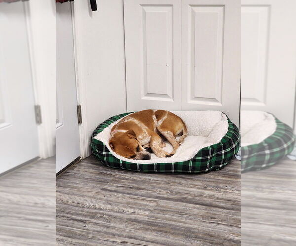 Medium Photo #6 Coonhound-Unknown Mix Puppy For Sale in Evansville, IN, USA