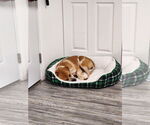 Small #5 Coonhound Mix
