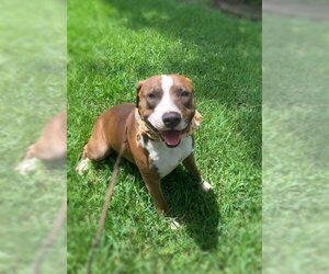 Cain - Male American Pit Bull Terrier-Catahoula Leopard Dog Mix Dog for Adoption - Photo #4