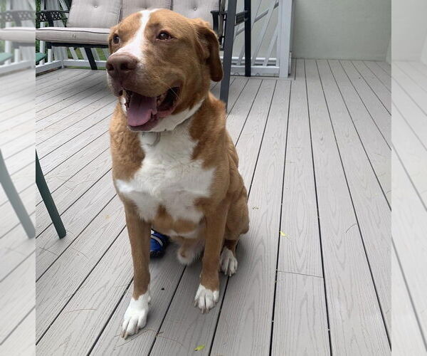 Medium Photo #8 Saint Bernard-Unknown Mix Puppy For Sale in Boston, MA, USA