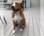 Small #7 Saint Bernard Mix