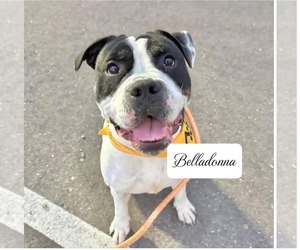 American Pit Bull Terrier-Bulldog Mix Dogs for adoption in Chandler, AZ, USA