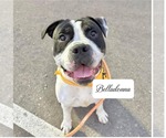 Small American Pit Bull Terrier-Bulldog Mix