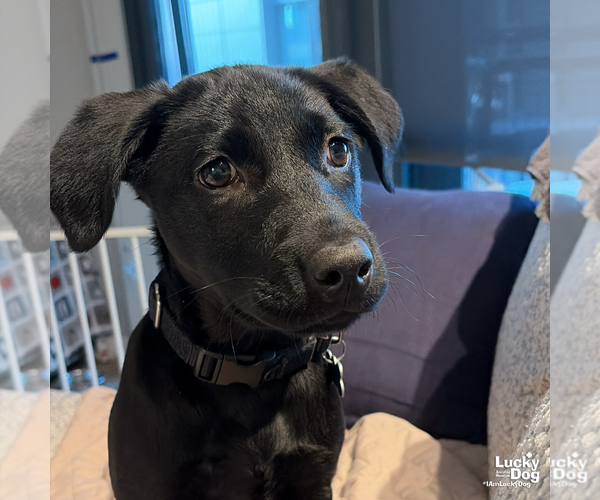 Medium Photo #8 Labrador Retriever-Unknown Mix Puppy For Sale in Washington, DC, USA