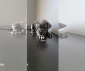 Cane Corso-Mastiff Mix Puppy for sale in MANASSAS PARK, VA, USA
