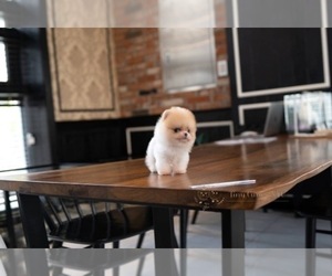 Pomeranian Puppy for sale in ASTORIA, NY, USA