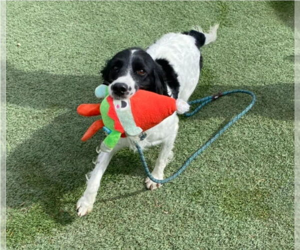 Medium Photo #4 Mutt Puppy For Sale in Lakewood, CO, USA