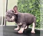 Small Photo #16 French Bulldog Puppy For Sale in CHARLOTTE, NC, USA
