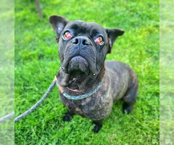 Medium Photo #2 French Bulldog-Staffordshire Bull Terrier Mix Puppy For Sale in Long Beach, CA, USA