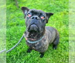Small #1 French Bulldog-Staffordshire Bull Terrier Mix