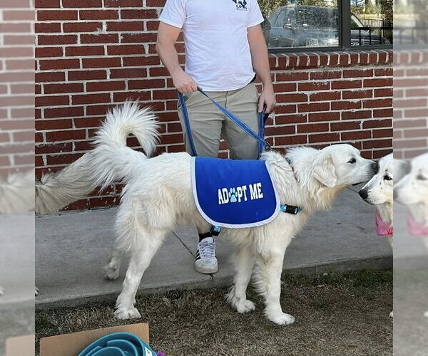 Medium Photo #4 Great Pyrenees Puppy For Sale in Dallas, TX, USA