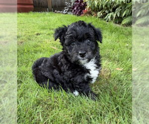 Poodle (Miniature)-Unknown Mix Dogs for adoption in Bellevue, WA, USA