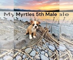 Image preview for Ad Listing. Nickname: Myrtles litter