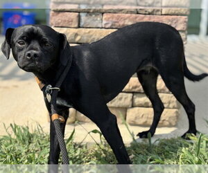 Puggle Dogs for adoption in Pueblo, CO, USA