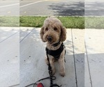 Small Photo #1 Goldendoodle Puppy For Sale in MORENO VALLEY, CA, USA