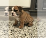 Small Photo #11 Bulldog Puppy For Sale in BOWLING GREEN, KY, USA