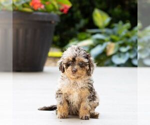 Poodle (Miniature) Puppy for sale in LEOLA, PA, USA