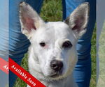 Small Australian Shepherd-German Shepherd Dog Mix