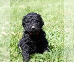 Small Photo #4 Saint Berdoodle Puppy For Sale in CLAYTON, WA, USA