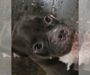 Flo - Female Free-Lance Bulldog Dog for Adoption - Photo #5