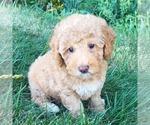 Small Goldendoodle (Miniature)